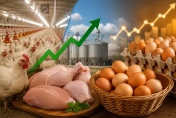 Avicultura brasileira bate recorde na produção de carne de frango, enquanto oferta menor impulsiona preços dos ovos