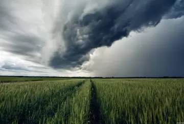 Trigo no Paraná: El Niño acende alerta para safra 2026 apesar de lavouras em boas condições