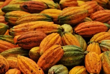Cacau reage no mercado internacional após avanço no processamento e ajuste de posições