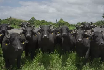 Beef Hour das Raças na Feicorte 2026 reunirá 16 tipos de proteína e reforça integração da cadeia da carne no Brasil