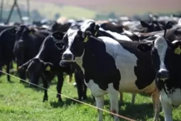 GERAR Leite da Zoetis eleva taxa de prenhez em vacas leiteiras de 36,7% para 39,4% no Brasil