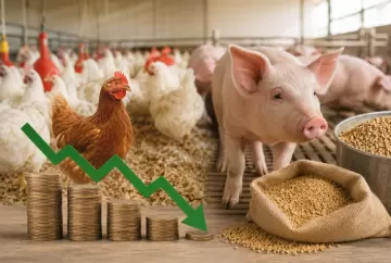 Custos de produção de suínos e frangos registram nova queda em maio e aliviam pressão sobre produtores
