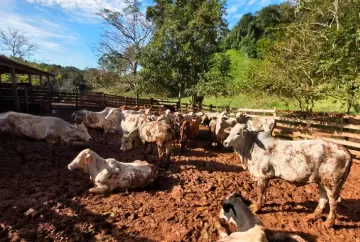 Atualização de rebanhos no Paraná atinge 67%; produtores têm até 30 de junho para regularizar cadastro