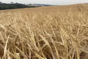 Cevada ganha espaço no Paraná e área cultivada pela Integrada alcança 5 mil hectares