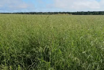 Produção de sementes de ruziziensis cai 55% e acende alerta para planejamento da safra 2025/26