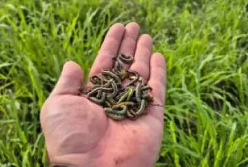 Lagartas nas pastagens preocupam pecuaristas e elevam risco de perdas na produção de forragem no Brasil