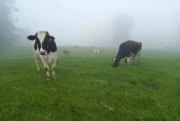 Inverno no Rio Grande do Sul exige manejo reforçado para proteger vacas leiteiras e manter a produtividade