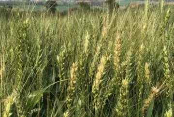Manejo integrado pode reduzir perdas por geadas no trigo do Sul, alerta Vittia