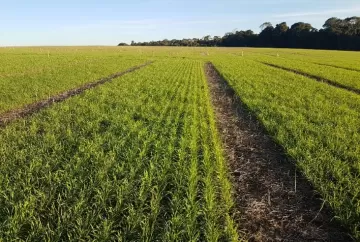 Plantio de trigo atinge 93% no Paraná e lavouras apresentam bom desenvolvimento, aponta Deral