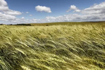 Trigo: preços variam no Sul enquanto mercado internacional recua com avanço da colheita nos EUA