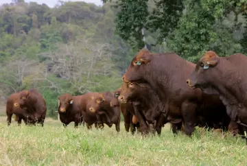 Bonsmara ganha espaço na pecuária tropical e Fazenda Santa Silvéria lidera expansão da genética no Brasil