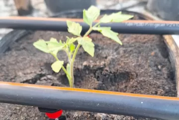 Semi-hidroponia impulsiona produção de tomate com mais produtividade, qualidade e sustentabilidade