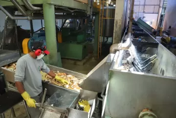 Indústria de fécula de mandioca bate recorde de moagem e movimenta R$ 2,14 bilhões mesmo com queda na produção