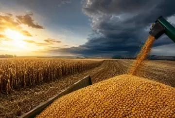 IGC eleva projeção da safra mundial de milho 2026/27 para 1,31 bilhão de toneladas e alerta para riscos do El Niño