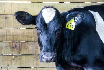 Vacinação contra brucelose entra na reta final em São Paulo; nova etapa começa em 1º de julho