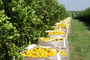 Mercado de laranja ganha ritmo com avanço das negociações, enquanto chuvas atrasam colheita em São Paulo