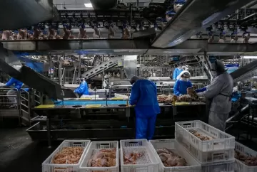 Mercado de Frango no Brasil: Preços Estáveis no Atacado e Exportações em Alta Sustentam Cenário de Equilíbrio