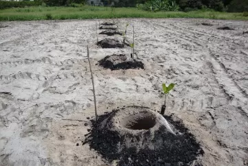 Hidrogel e biochar aumentam eficiência da água na cajucultura do Semiárido e reduzem perdas na implantação dos pomares
