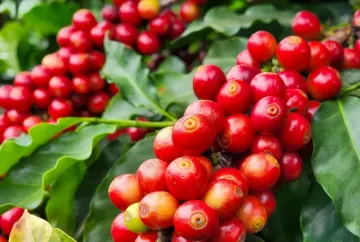Café hoje: preços recuam com pressão das bolsas, dólar em queda e preocupação com qualidade da safra