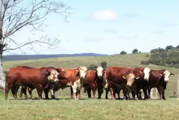 Programa Pecuária Forte alcança até 72% de prenhez com sêmen Hereford e Braford em Dom Feliciano (RS)