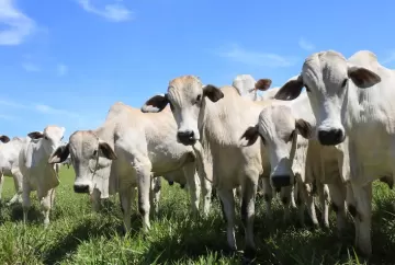 Preço do boi gordo encerra primeiro semestre de 2026 em alta, impulsionado por oferta restrita e exportações aquecidas