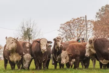 Hereford e Braford: provas de eficiência reforçam seleção genética para uma pecuária mais produtiva e sustentável