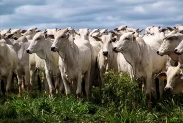 Contenção bovina eficiente reduz estresse, melhora o bem-estar animal e aumenta a produtividade nas fazendas