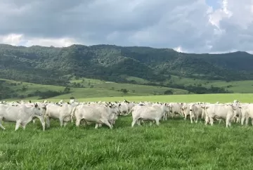 Mercado do boi gordo recua em junho com ajuste da indústria e menor competitividade da carne bovina
