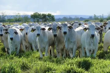 Eficiência na pecuária pode elevar produção de carnes da China em mais de 80%, aponta estudo