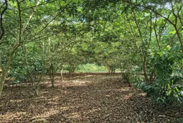 Tecnologia brasileira com nanotecnologia conquista prêmio e acelera restauração de áreas degradadas na Amazônia