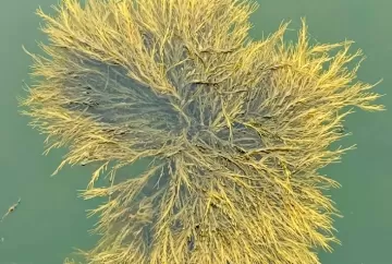 Bioestimulante de alga marinha aumenta resiliência das plantas e ganha espaço na agricultura sustentável