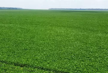 Certificação RTRS ganha valor comercial e abre novas oportunidades para produtores de soja sustentável