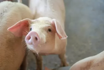 Pleuropneumonia suína ameaça desempenho dos animais e aumenta perdas silenciosas na suinocultura