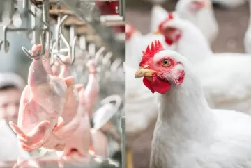 Condenações de carcaça geram bilhões em perdas na avicultura de corte e reforçam importância da saúde intestinal