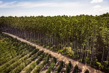CMPC amplia áreas de conservação e remove 4,4 milhões de toneladas de CO₂ em ações de sustentabilidade