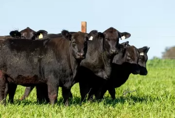 Cabanha Soldera apresenta genética Angus e Brangus em Dia de Campo antes do 5º Leilão Portas Abertas