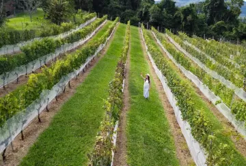 Vera Vista é lançado em Bento Gonçalves e une 39 empreendimentos para fortalecer o turismo na Serra Gaúcha