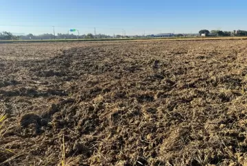 Arroz em Santa Catarina: preparo do solo para a safra 2026/27 avança e define potencial de produtividade no campo