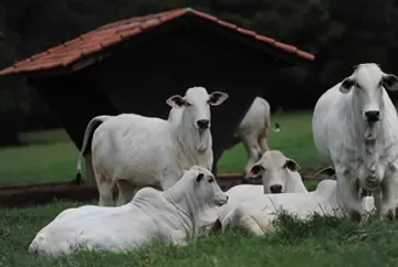 Prevenção na produção animal ganha espaço como estratégia para aumentar eficiência e sustentabilidade