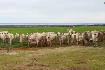 CV Nelore Mocho coloca 500 animais à venda em evento de preços fixos e celebra 40 anos de seleção genética