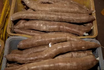 Preço da mandioca dispara e registra maior alta semanal em quatro meses, aponta Cepea