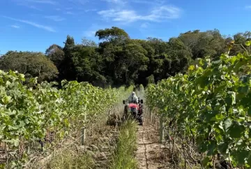 Produção de uva dobra em Goiás e fortalece expansão da vitivinicultura no Cerrado brasileiro
