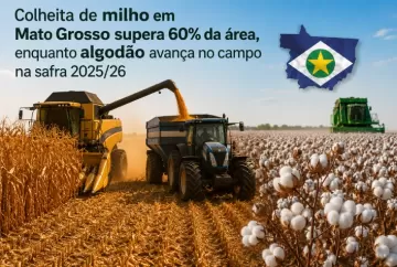 Colheita de milho em Mato Grosso supera 60% da área, enquanto algodão avança no campo na safra 2025/26