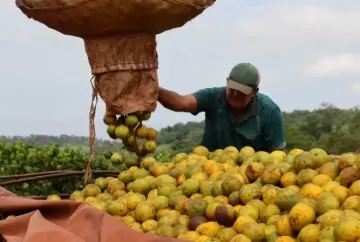 Safra de laranja 2026/27 começa com boas perspectivas e reforça foco em qualidade para conquistar mercados interno e externo