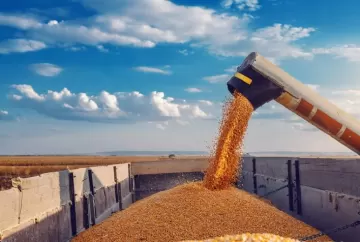 Colheita da safrinha de milho acelera no Centro-Sul e atinge 40% da área, aponta AgRural