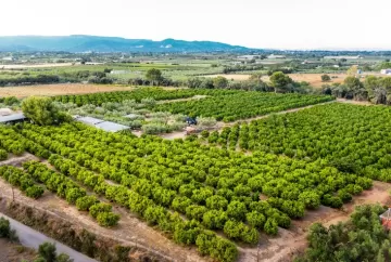 Exportação de frutas brasileiras bate recordes e rastreabilidade se torna chave para conquistar mercados globais