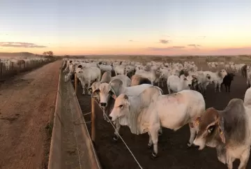 Confinamento aumenta eficiência alimentar e reduz tempo de abate na pecuária de corte
