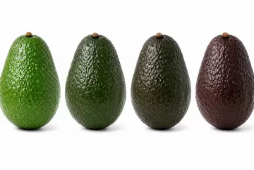 Mercado de abacate pronto para consumo cresce e tecnologia de etileno ganha protagonismo no amadurecimento da fruta