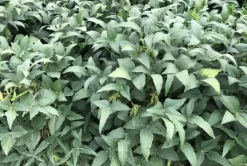 Nova mistura de clomazone e flumioxazin amplia controle de plantas daninhas resistentes na soja
