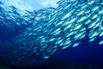 Aquicultura sustentável impulsiona demanda por insumos certificados na produção de salmão no Chile